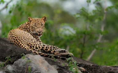 Foto op Plexiglas Luipaard Sri Lankan leopard resting on a rock looking at the lens. Amazing leopard in the nature habitat. Wildlife scene from Yala National Park, Sri Lanka. 