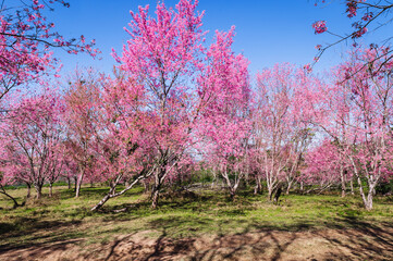 Obraz na płótnie Canvas Branch wild Himalayan cherry flower blossom at phu lom lo mountain Thailand