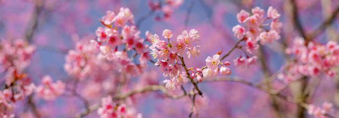 Fototapeta na wymiar closeup of Wild Himalayan Cherry flower at park