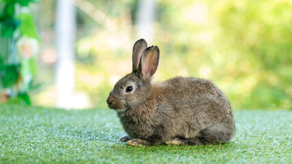 Adorable and cute new born rabbit. baby cute rabbit or new born adorable bunny. Easter Bunny.