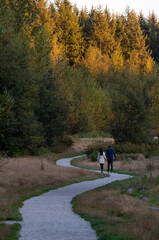 Obraz premium walk in the forest during sunset
