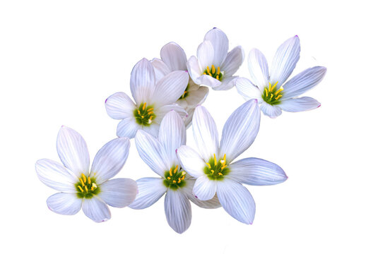 Detailed closeup PNG cutout selection image of White Fairy Lilies, Zephyranthes, Autumn zephyr Lily flower blossoms isolated on a transparent background. Cutom insert art image.