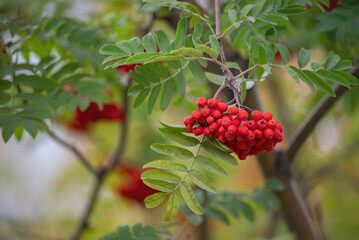 beautiful red mountain ash berries before autumn, close-up