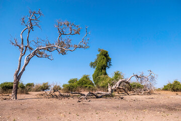 Winter landscape of Chobe National Park in Botswana.