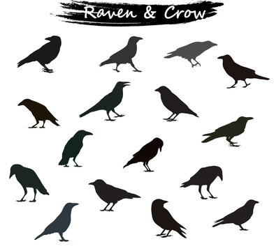 Crow Raven Silhouette Vector Illustration