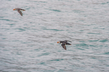 Fototapeta na wymiar Two puffins flying with an ocean background.