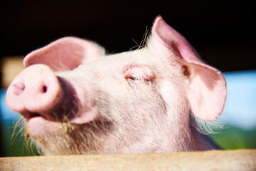 close up of a farm pig