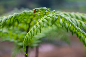 beautiful view of plant leaves exposed to morning dew