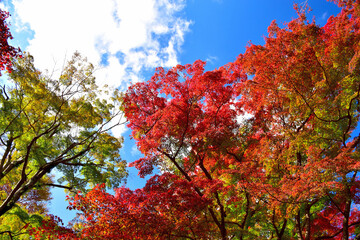 autumn leaves and sky