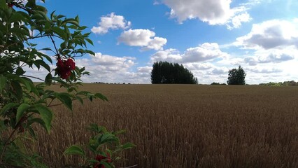 Red elder tree berries and ripening wheat field, time lapse