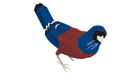 南国奄美のルリカケス　リアル調