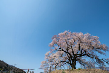 よく晴れた日に撮影したわに塚の桜