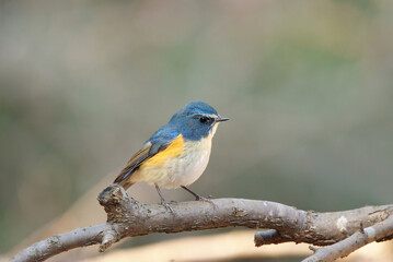 Fototapeta premium Red-flanked bluetail perching on a plum tree branch