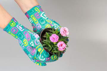 Cultivating carnation flowers in pots at home.