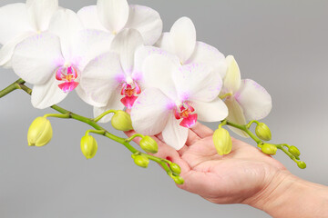 Naklejka na ściany i meble Woman's hand holds branch of phalaenopsis orchid flowers on gray background.