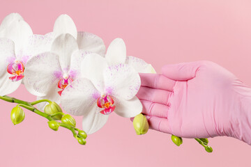 Fototapeta na wymiar Woman's hand holds branch of phalaenopsis orchid flowers on pink background.