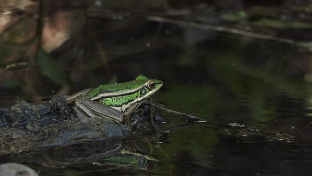 dumpy frog hanging on green leaves