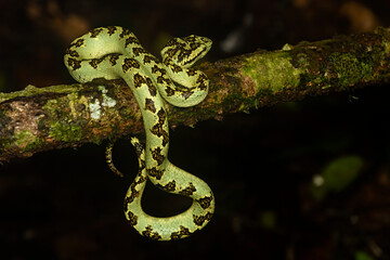 A malabar pit viper green morph resting on a tree branch inside the rain forests of Agumbe on a rainy evening