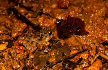 A burrowing frog resting on a sandy surface inside Agumbe Rain forest