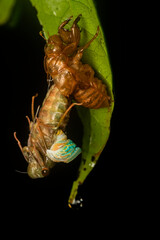A cicada emerging from its molt on a dark rainy night inside Agumbe Rain Forest