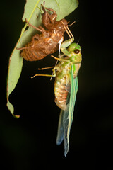 A cicada emerging from its molt on a dark rainy night inside Agumbe Rain Forest