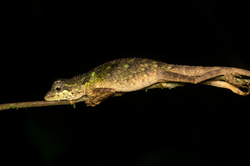 A raux's forest lizard resting on a tree branch inside Agumbe rain forest