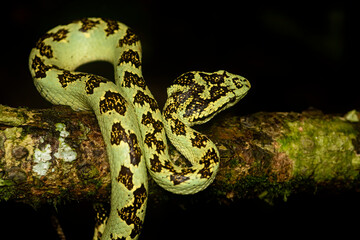 A malabar pit viper green morph resting on a tree branch inside the rain forests of Agumbe on a rainy evening