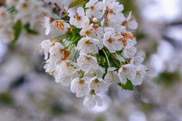 Beautiful blooming cherry tree branches with white flowers growing in a garden. Spring nature background.