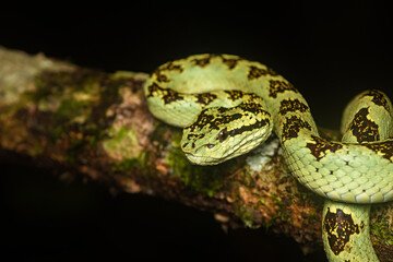 A malabar pit viper green morph resting on a tree branch inside the rain forests of Agumbe on a rainy evening