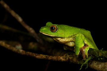 A Malabar gliding frog resting on a leaf inside Agumbe rain forest on a rainy evening