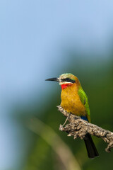 White-fronted bee-eater (Merops bullockoides) perched on a branch. Mashatu, Northern Tuli Game Reserve. Botswana