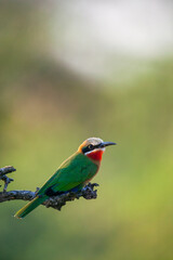 White-fronted bee-eater (Merops bullockoides) perched on a branch. Mashatu, Northern Tuli Game Reserve. Botswana