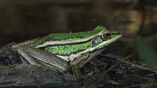 dumpy frog hanging on green leaves