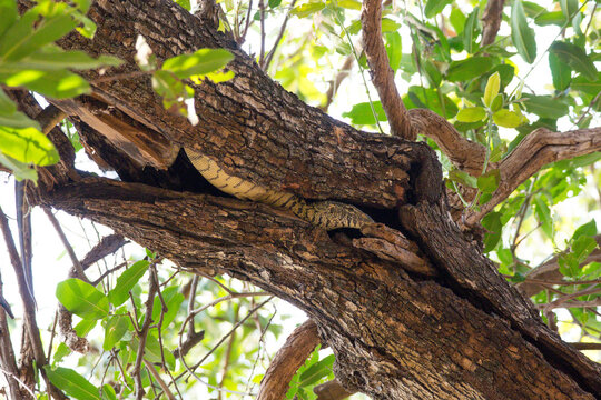 Snake on the tree