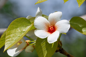 シナアブラギリの花