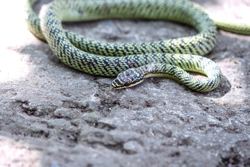 Green snake or golden tree snake (Chrysopelea ornata) got injured have wound ,red blood from fright with cat on floor background