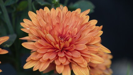 orange dahlia flower