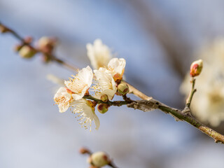 春を待ちわびて