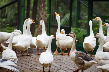 Close up White ducks inside Lodhi Garden Delhi India, see the details and expressions of ducks during evening time