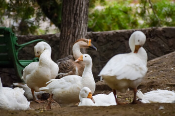 Close up White ducks inside Lodhi Garden Delhi India, see the details and expressions of ducks during evening time
