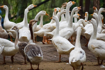 Close up White ducks inside Lodhi Garden Delhi India, see the details and expressions of ducks during evening time