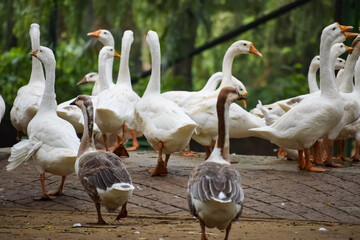 Close up White ducks inside Lodhi Garden Delhi India, see the details and expressions of ducks during evening time