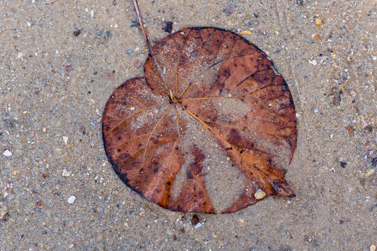 Closeup Of Heart Shaped Brown Leaf On The Wet Sand. Coochiemudlo Island, Queensland, Australia 