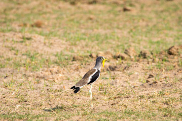 White-crowned lapwing