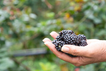 branch of ripe blackberry grows on bushes close-up. Farmer picking Fresh blackberries, hands full of blackberries. Beautiful natural background. - 563222343