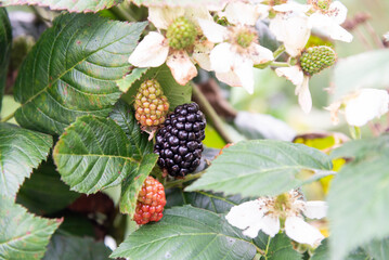 branch of ripe blackberry grows on bushes close-up. Fresh blackberries in the garden. Beautiful natural background. - 563222356
