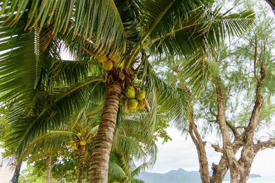 coconut palm tree on the beach