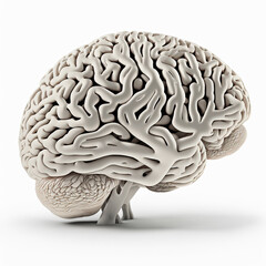 Anatomical illustration of the human brain on white background., Generative AI - obrazy, fototapety, plakaty