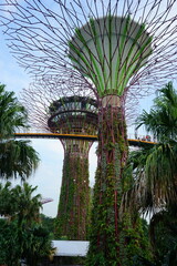 Fototapeta na wymiar Supertree Grove in Singapore - シンガポール スーパーツリー グローブ 
