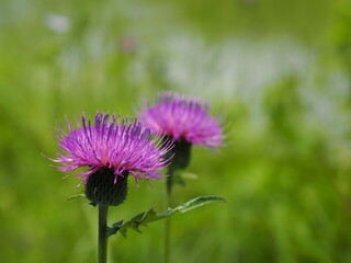 アザミの花
